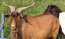 myotonic goat: brown