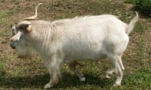 myotonic goat