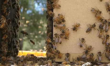 Still from Vanishing of the Bees (2009)