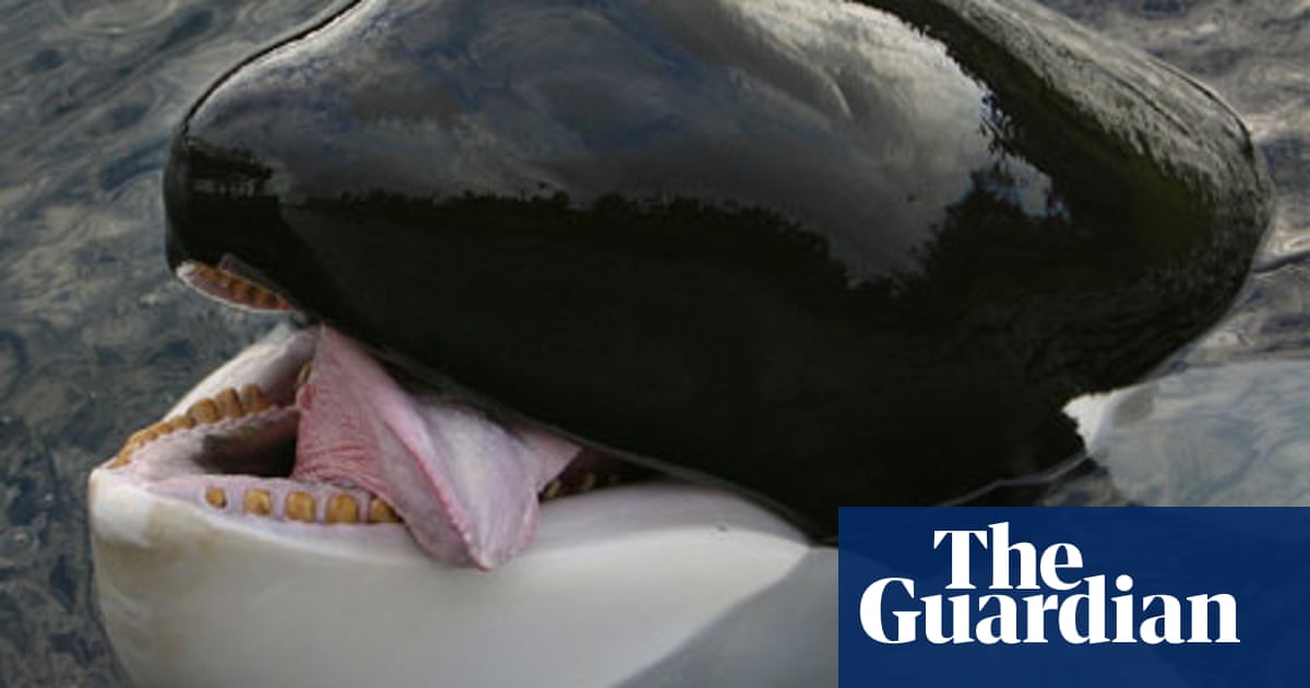 Clip Joint Whales Movies The Guardian