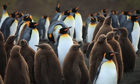 The Penguin King – review | Documentary films | The Guardian