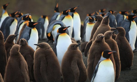 The Penguin King – review | Documentary films | The Guardian The Penguin King – review | Documentary films | The Guardian