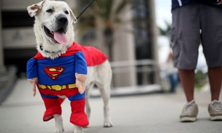 Comic-Con: Superman dog