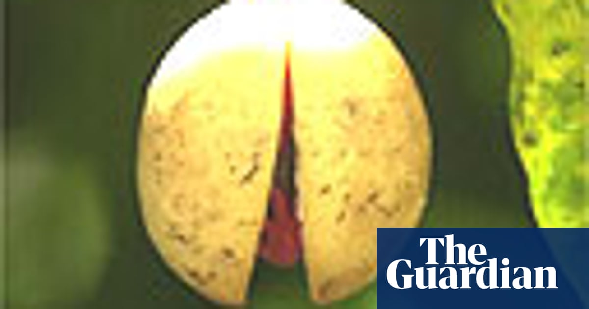 Where does the term nutmeg come from the final word Soccer The