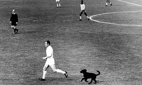 The Joy of Six: animals in sport | Soccer | The Guardian