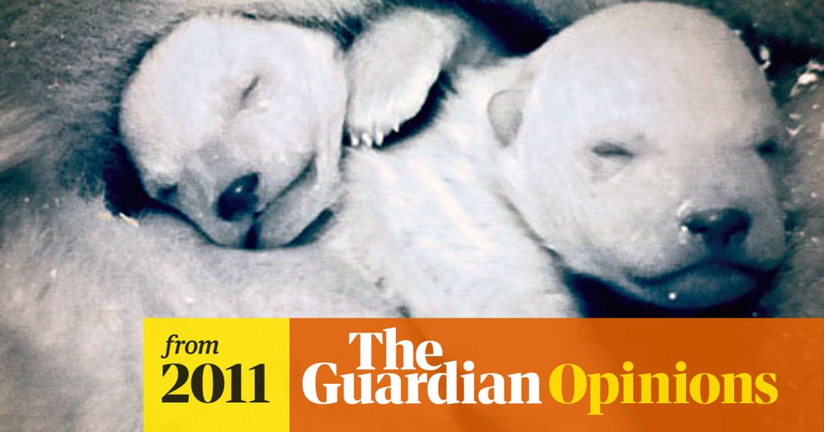 Has 'fake' polar bear footage ruined Frozen Planet? | Musa Okwonga and  Hannah Randall | The Guardian