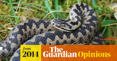 8 Pronunciation Errors That Made The English Language What It Is Today David Shariatmadari The Guardian