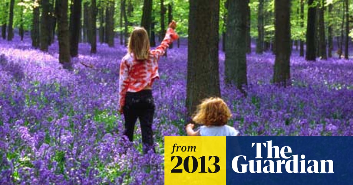 Bluebell Woods Under Threat Experts Warn Wild Flowers The Guardian Bluebell Woods Under Threat Experts Warn Wild Flowers The Guardian