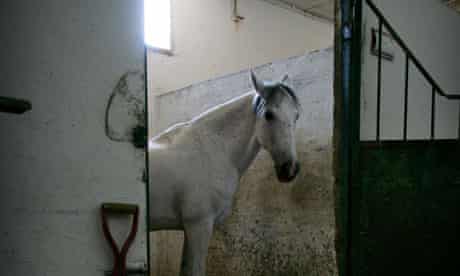 white horse stable