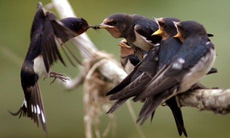 A BARN SWALLOW FEEDS ITS HATCH OF YOUNG WITH A FLY NEAR THE EASTERN GERMAN TOWN OF KUESTRIN-KIETZ