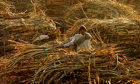 India Sugar cane