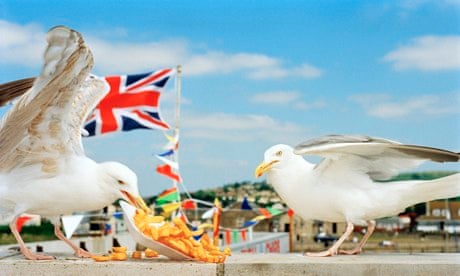 fish chips seagull