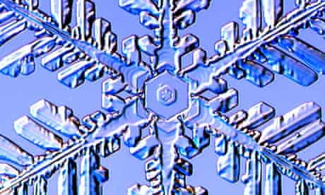 A Fernlike Stellar Dendrite snowflake