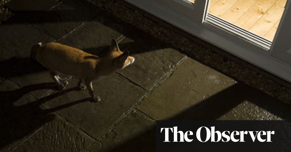 Nocturnal wildlife in your own back garden | Life and style | The Guardian