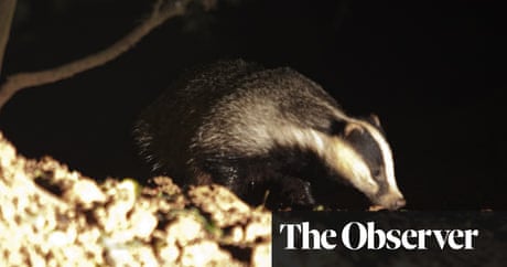 Nocturnal wildlife spotting around the UK | Life and style | The Guardian