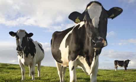 Cornwall cows