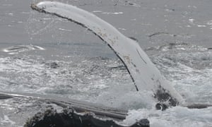 whale saves seal