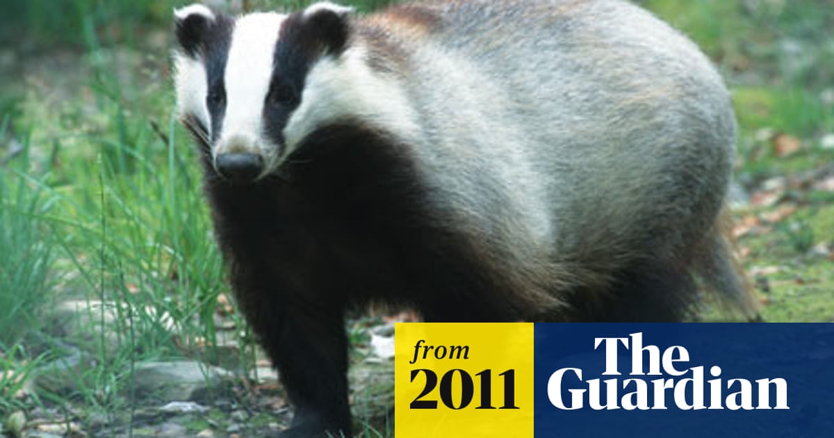 Барсук в волгоградской области фото Барсук в волгоградской области фото