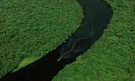 Snake borneo giant river swimming apparently 2009 stretches 100ft truth baleh Borneo's 100ft snake stretches the truth | World news | The Guardian