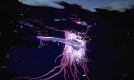 Potentially Lethal Portuguese Men Of War Seen Off Mediterranean Beaches Spain The Guardian Potentially Lethal Portuguese Men Of War Seen Off Mediterranean Beaches Spain The Guardian