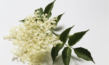 Elderflower