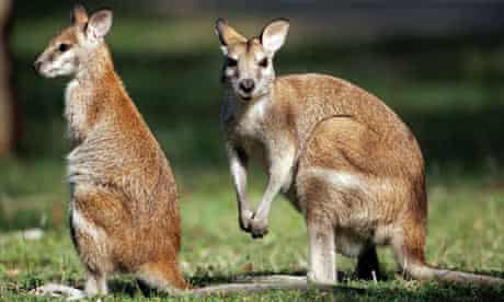A wallaby and joey