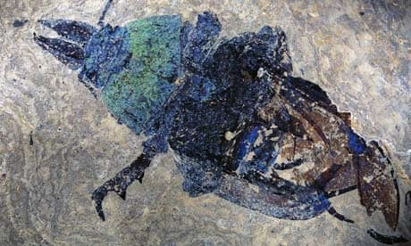 Giant Ant Fossil from Messel Site near Darmstadt, Germany