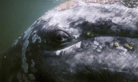 Face of a gray whale