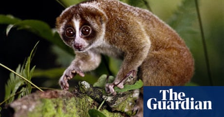 Slow loris: the eyes may be cute, but the elbows are absolutely lethal |  Animals | The Guardian