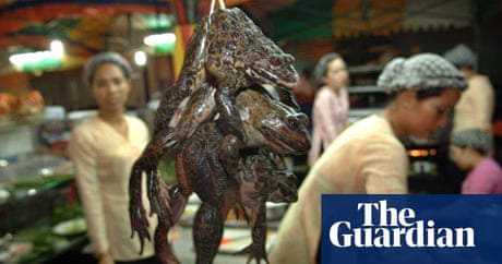 Why we shouldn't eat frogs' legs | Food | The Guardian Why We Shouldn'T Eat Frogs' Legs | Food | The Guardian
