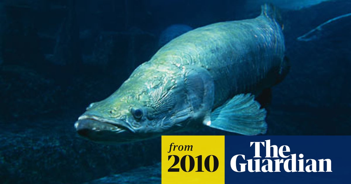 Giant River Fish Faces Extinction After Years Of Overfishing Endangered Species The Guardian Giant River Fish Faces Extinction After Years Of Overfishing Endangered Species The Guardian