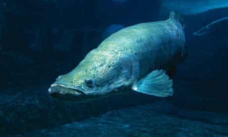 Giant River Fish Faces Extinction After Years Of Overfishing Endangered Species The Guardian Giant River Fish Faces Extinction After Years Of Overfishing Endangered Species The Guardian