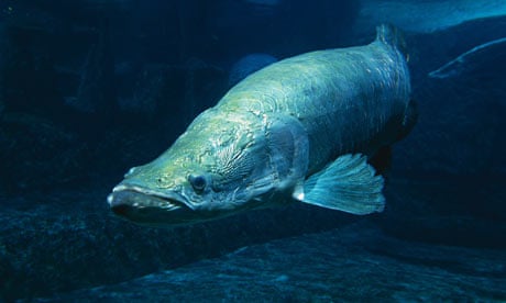 Giant Amazon River fish Arapaima