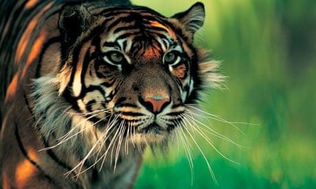The rare Sumatran tiger