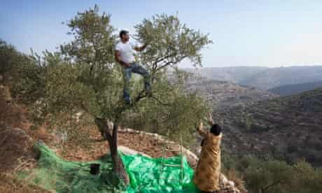 West Bank olive trees