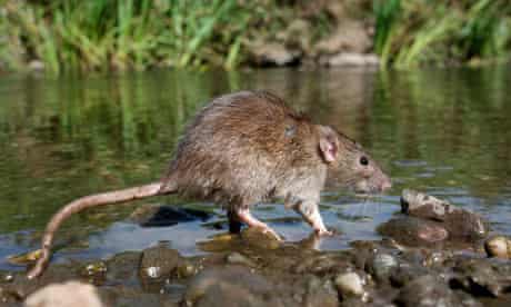 Weil's disease can be carried in water contaminated with rats' urine