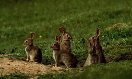 rabbits in hedgerows