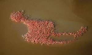 Flamingos In Formation Environment The Guardian