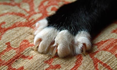 Space Solves A Cat Proof Kitchen Table Diy The Guardian