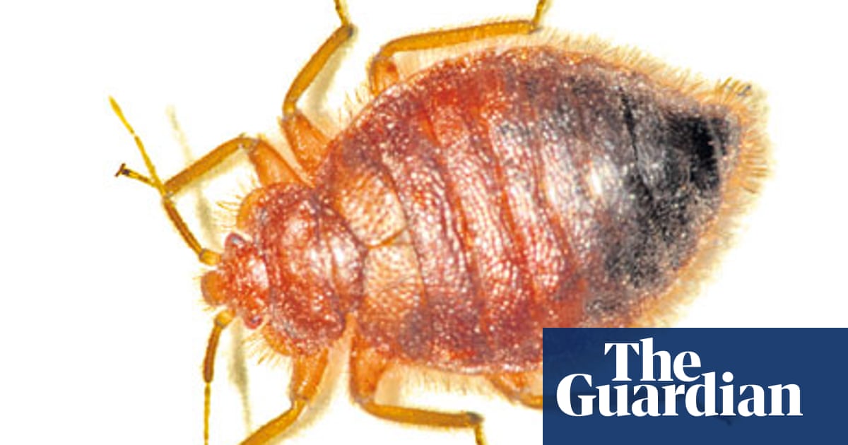 What happened next? New York's bedbugs World news The Guardian