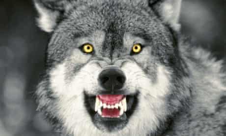 Download How America Is Learning To Live With Wolves Again Wildlife The Guardian