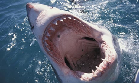 How Long Can a Shark Survive Out of Water: Surprising Facts Revealed
