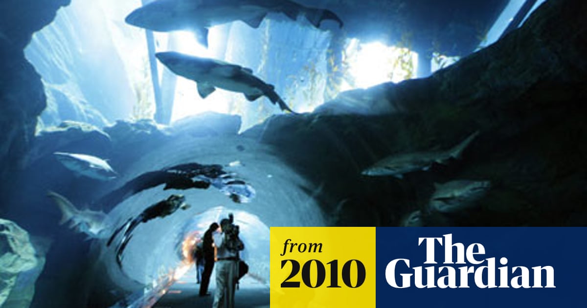 Shark Filled Aquarium In Dubai Shopping Centre Cracks Open World