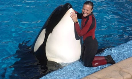 Whale that killed SeaWorld trainer returns to shows | Animal welfare | The Guardian