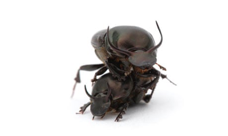 The world's strongest insect, the dung beetle