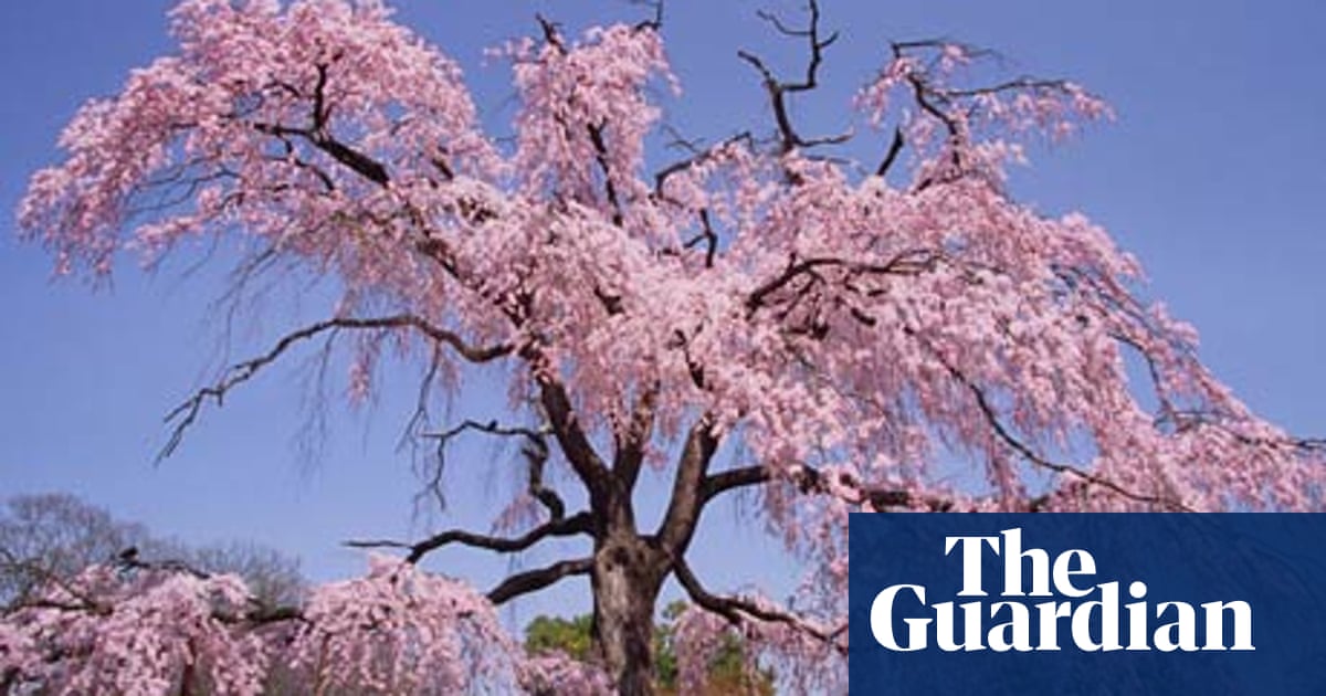 Gardens Pick Of The Cherries Gardens The Guardian Gardens Pick Of The Cherries Gardens The Guardian