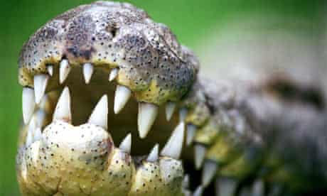 Crocodile similar to the one found in an Australian pool