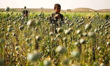 Afghan children in a poppy field in Karez-e-Sayyidi, Helmand province.