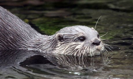 On the trail of the otter, Wildlife