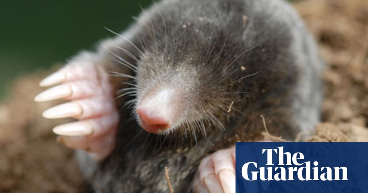 Pass Notes No 2 796 Moles Wildlife The Guardian Pass Notes No 2 796 Moles Wildlife The Guardian